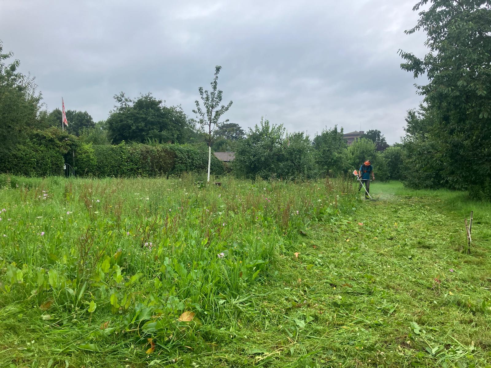 Obstwiese Stadtwerder Mahd Juli 2024