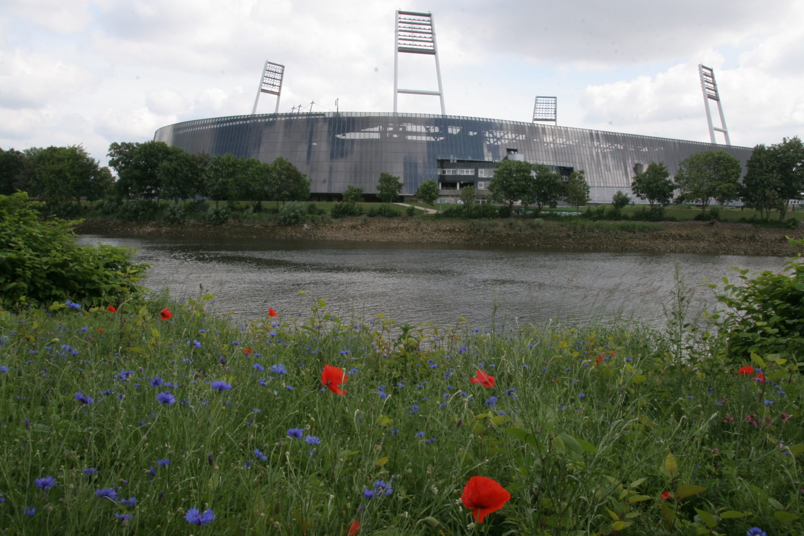 Blühwiese mit Blick auf das Stadion