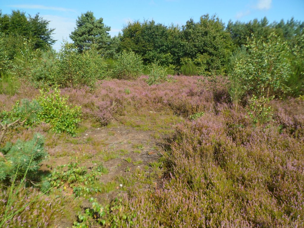 Heide am Schäferberg