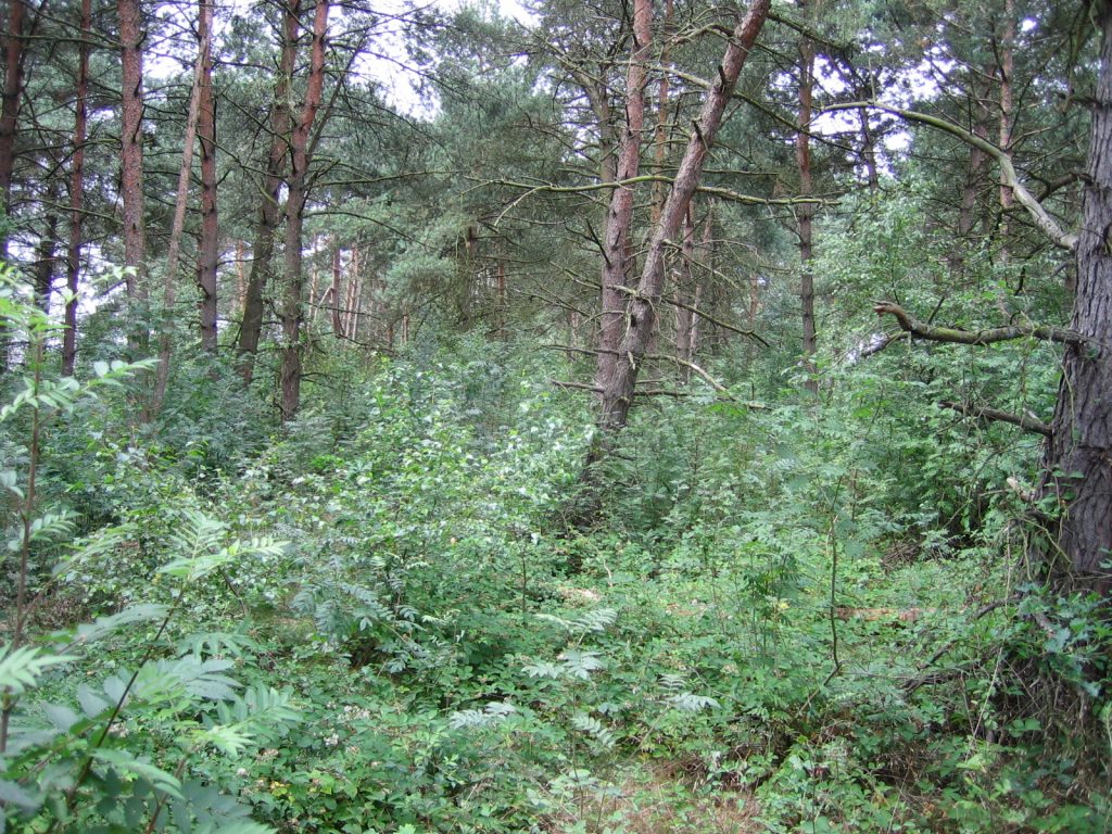 Naturwald
