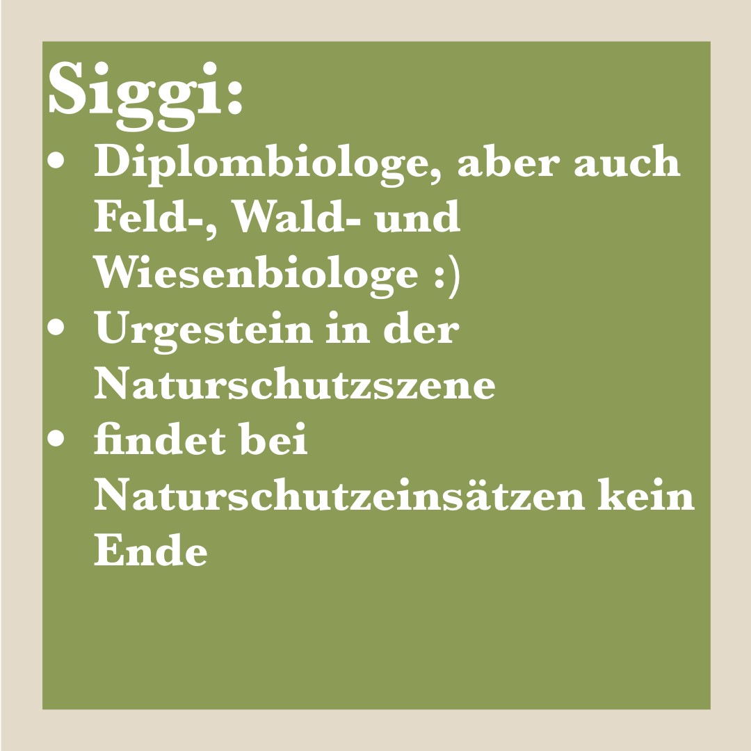 Siggi