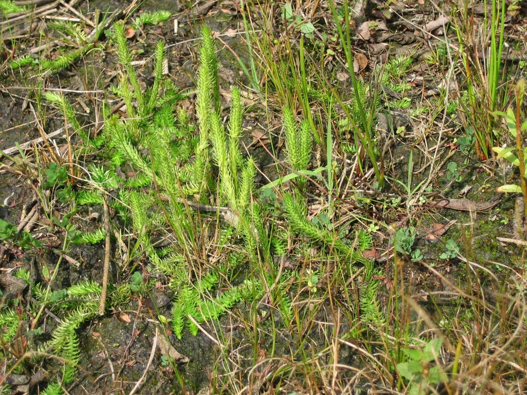 Moorbärlapp