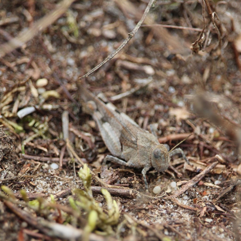 Suchbild mit blauflügliger Ödlandschrecke