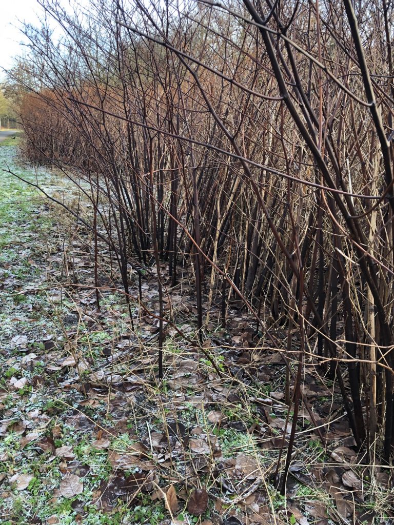 Magdalene-Thimme-Weg Februar 2026 vorher II